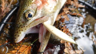 【ニュージーランド釣行記】北島でトラウトを求めて|ガイドなし現地探索&初ブラウン・ニジマス釣果レポ