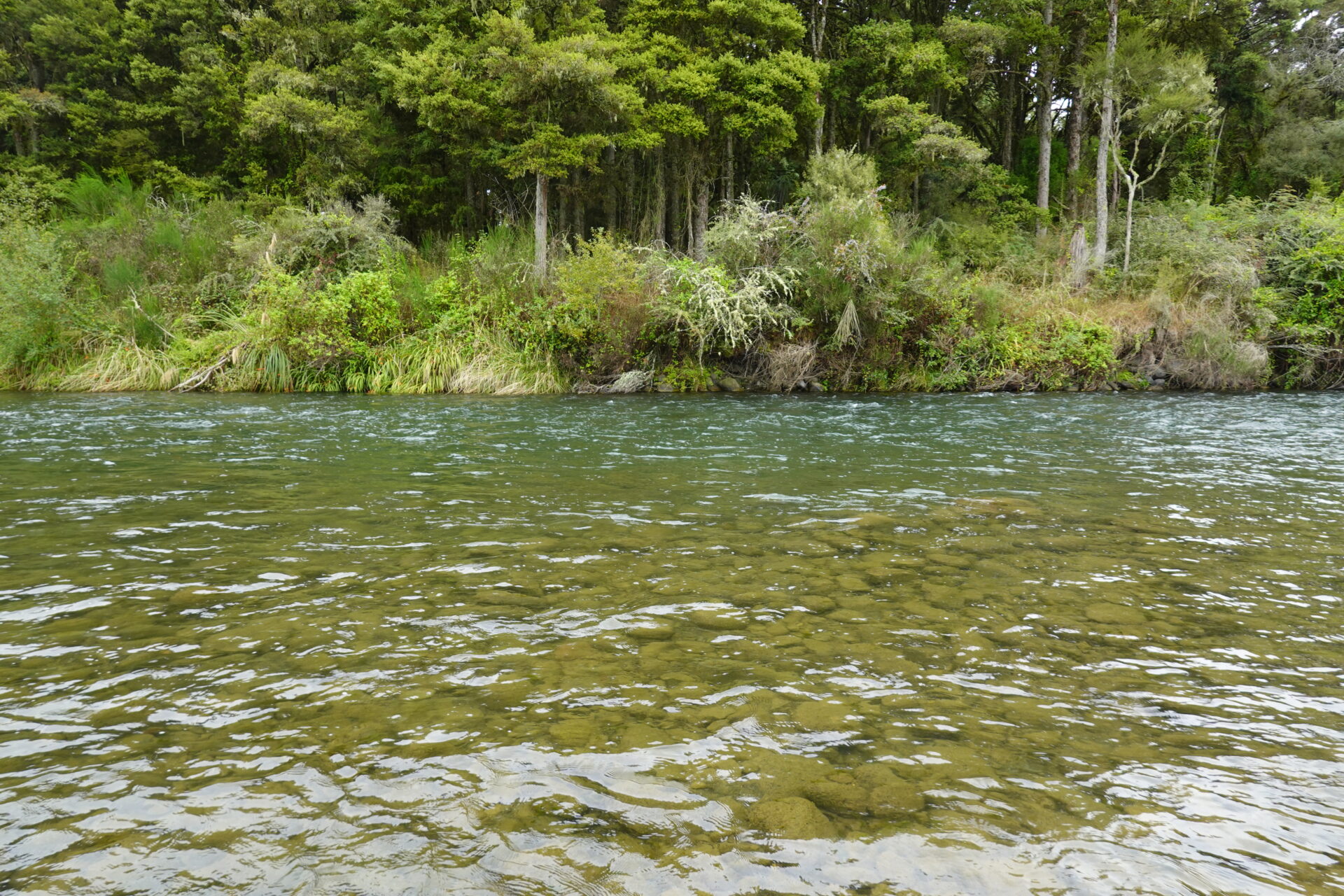 ニュージーランド北島Whakapapa River