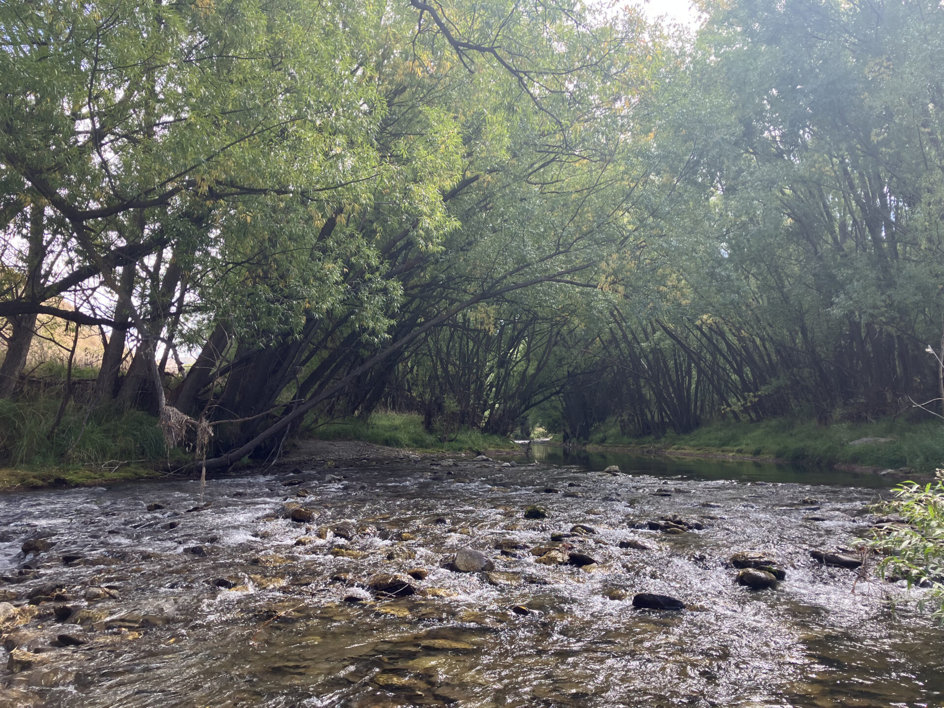 Lindis River 川辺の景色