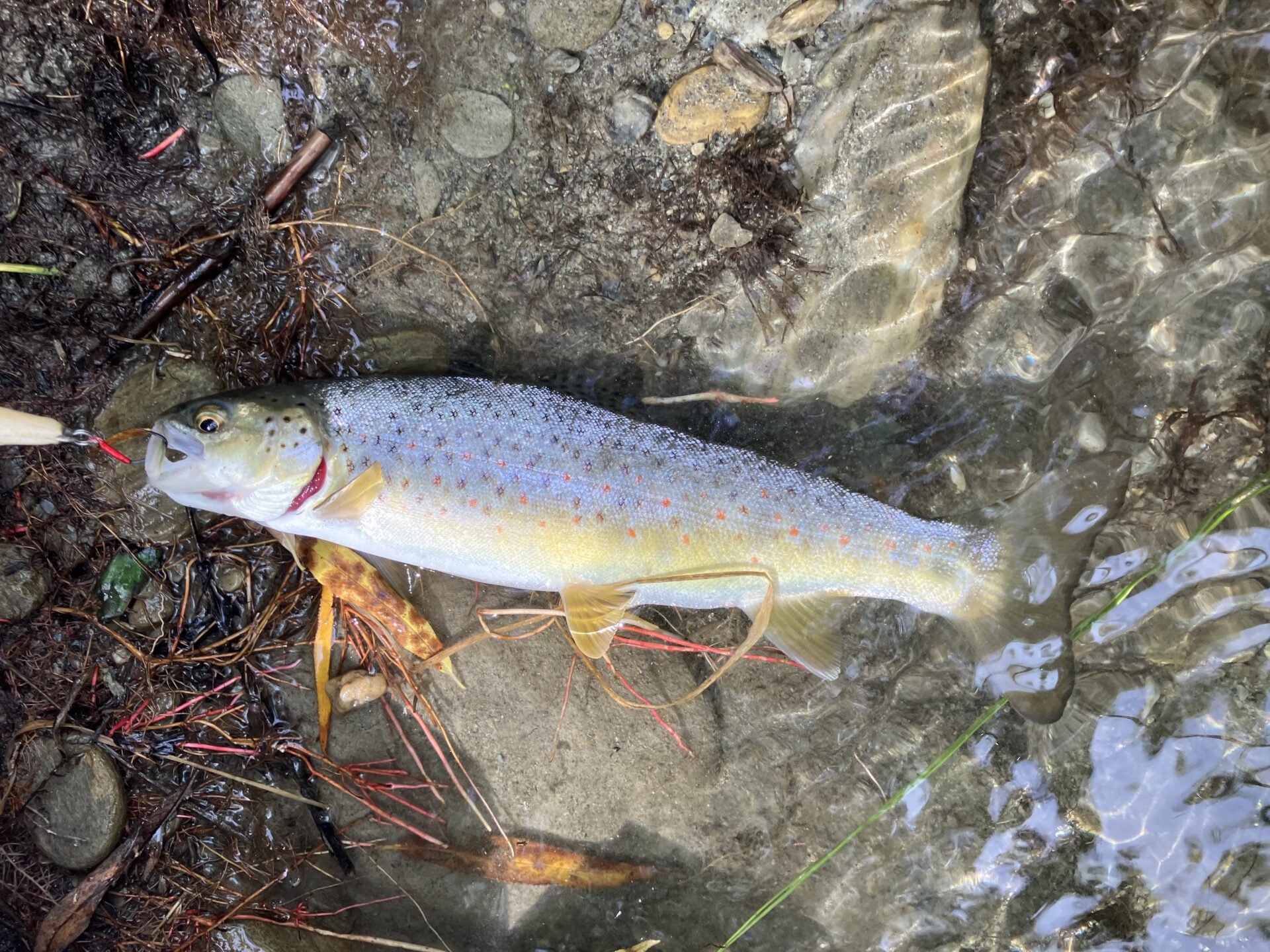 Lindis River 早朝の釣り場