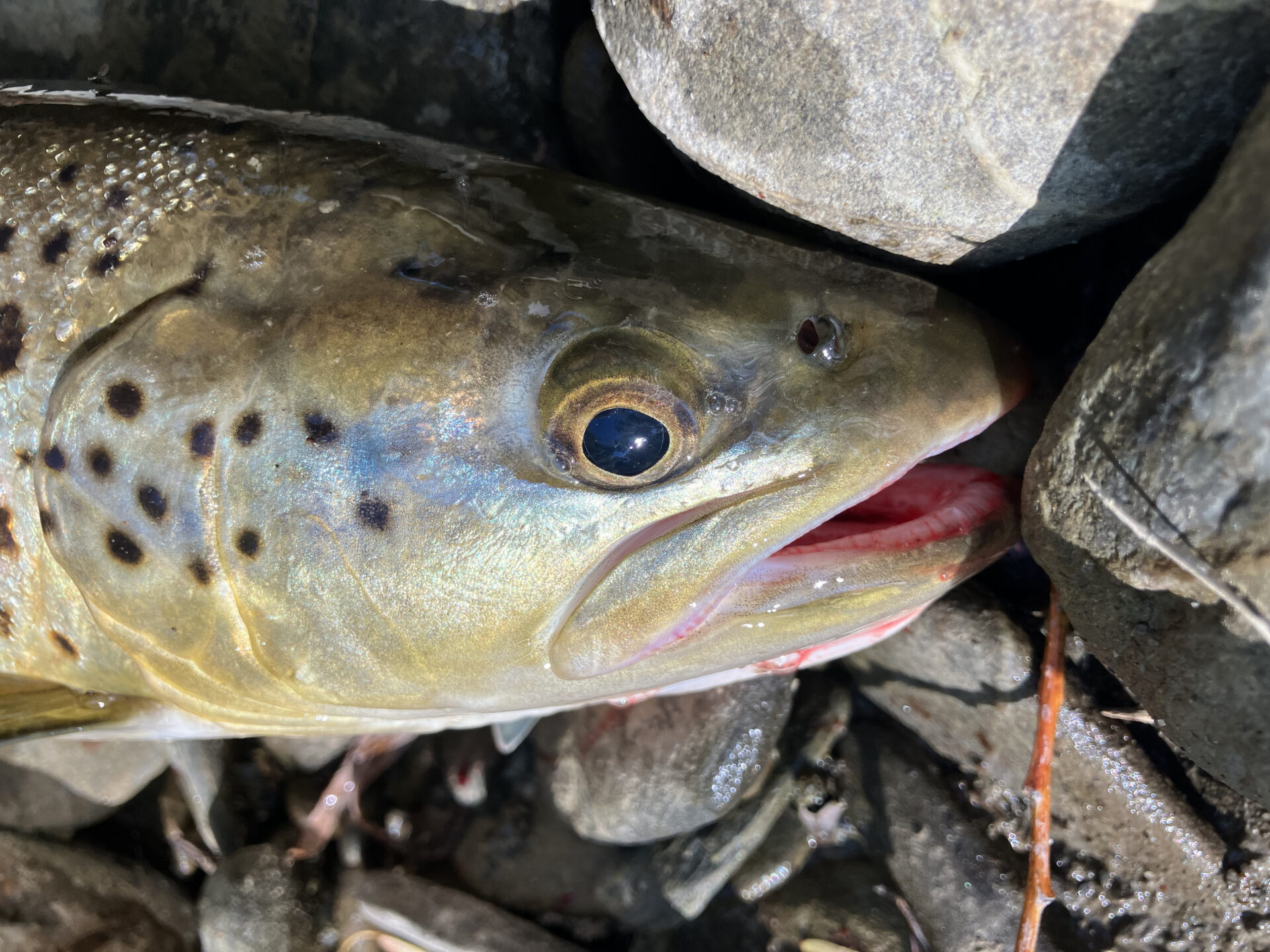 Lindis River キャッチしたブラウントラウト