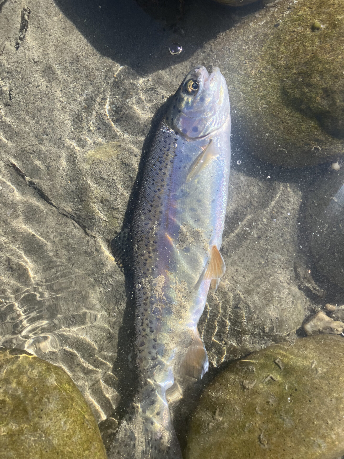 ニュージーランド渓流釣りfish&game