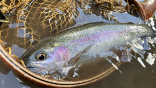 【道南渓流釣り】3月の寒さを超えて出会えたニジマス。釣果が繋いでくれたご縁の話