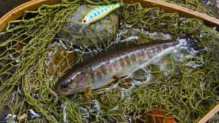 伯耆大山で渓流釣り|幻のゴギとの出会いとおすすめタックル完全ガイド