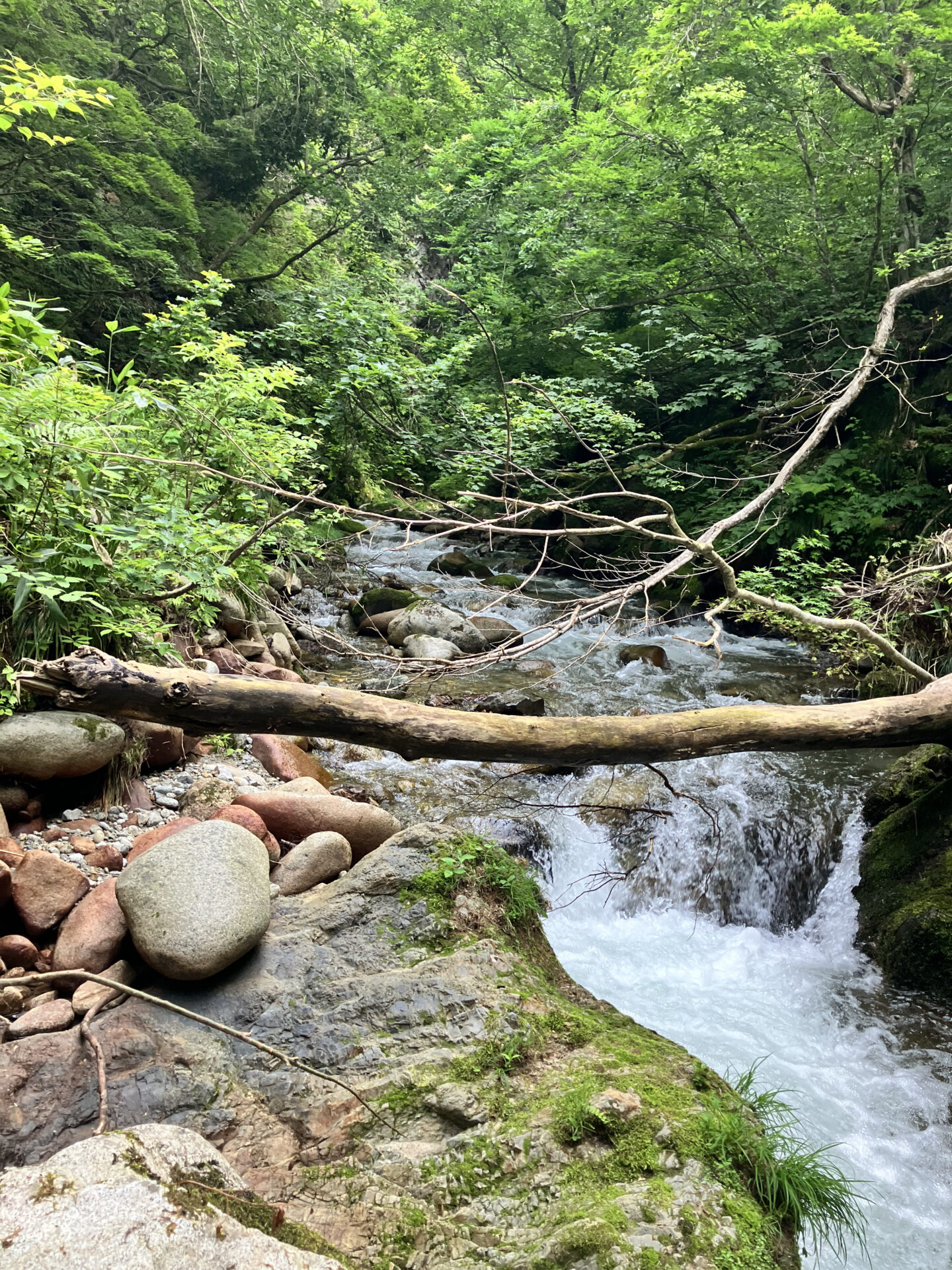 【福島渓流釣り】一ノ戸川・小白布沢川での釣行記録